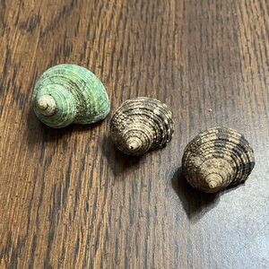 “5/$20” .6 inch O shaped opening lot of three hermit crab shells